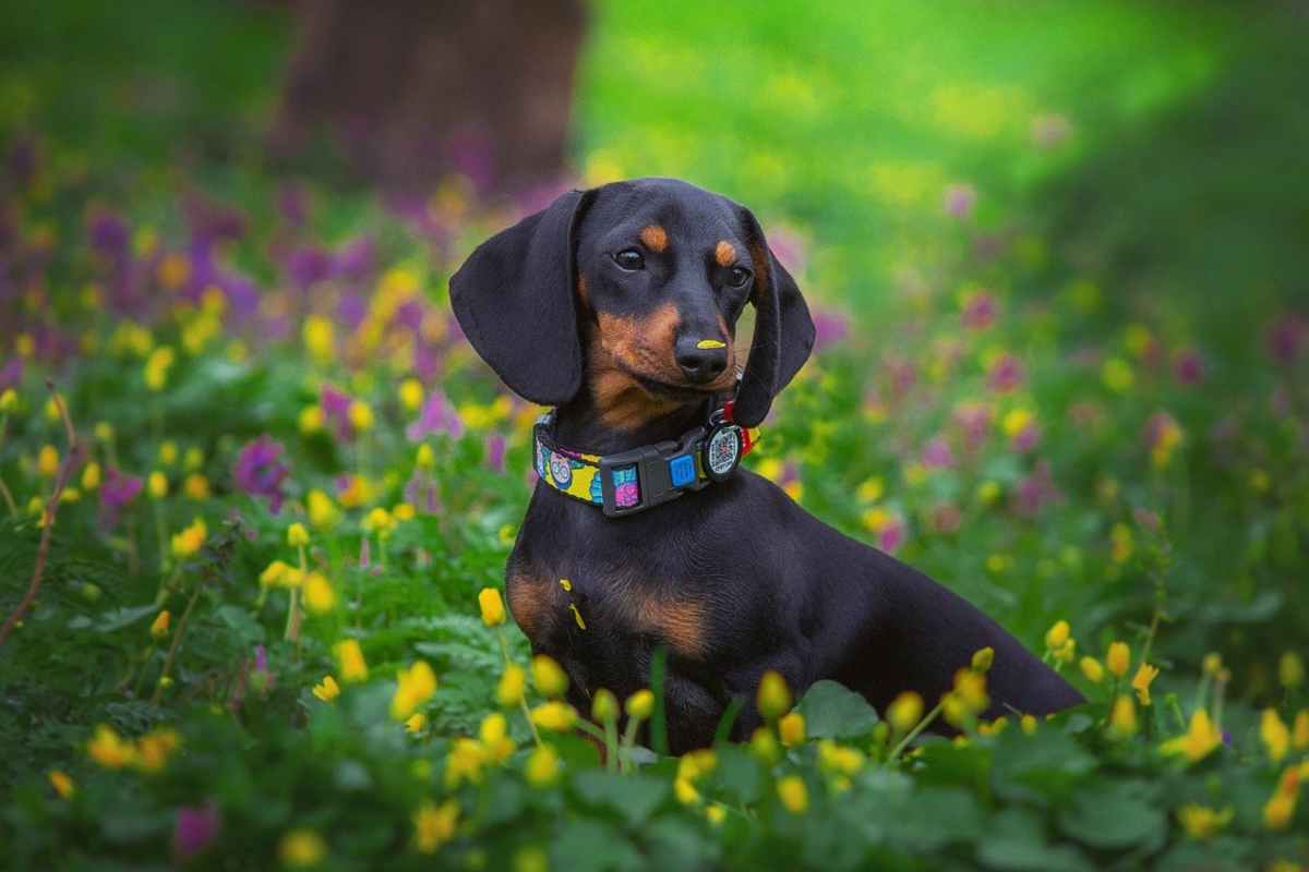 Cucciolo di bassotto