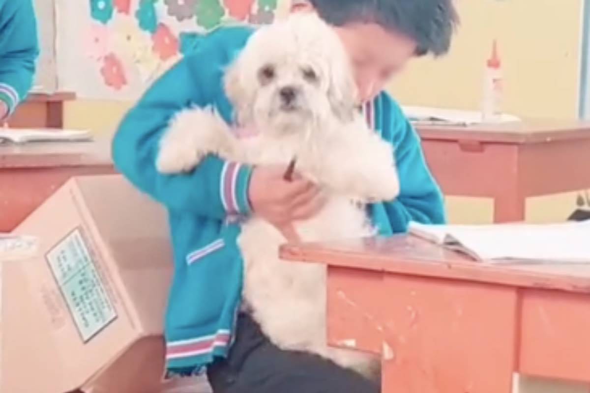 Bimbo mostra il suo cane Shih-Tzu alla classe