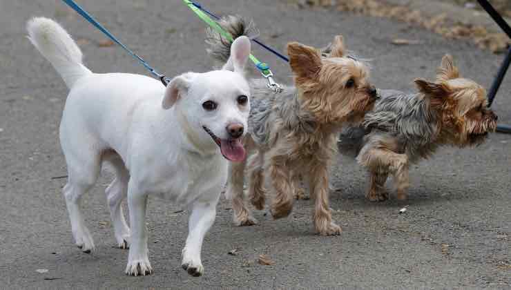Tre piccoli cani a passeggio al guinzaglio