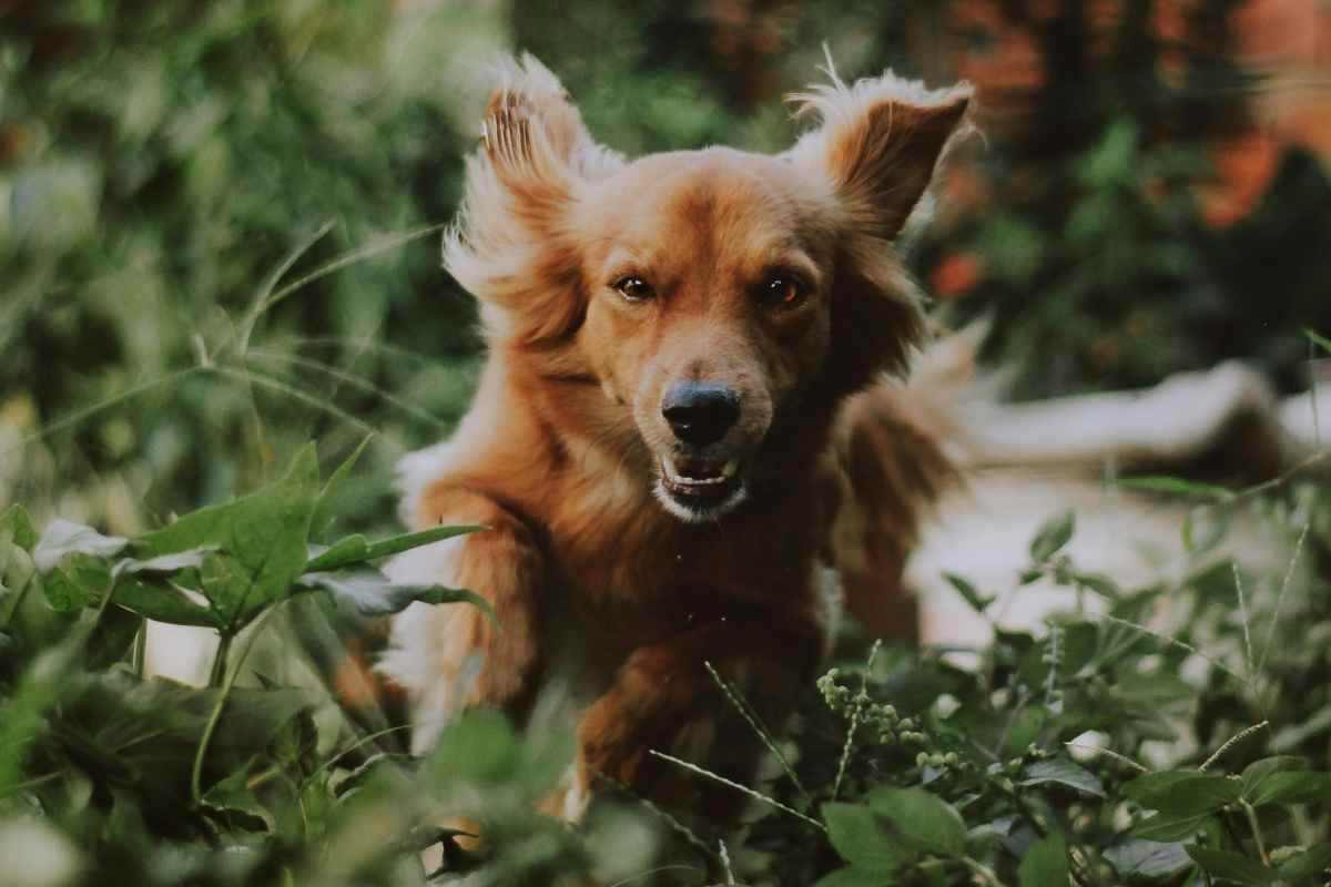 Cane in giardino