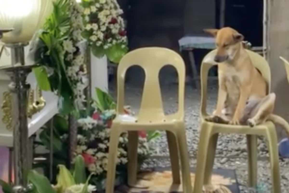 Cane seduto sulla sedia durante il funerale