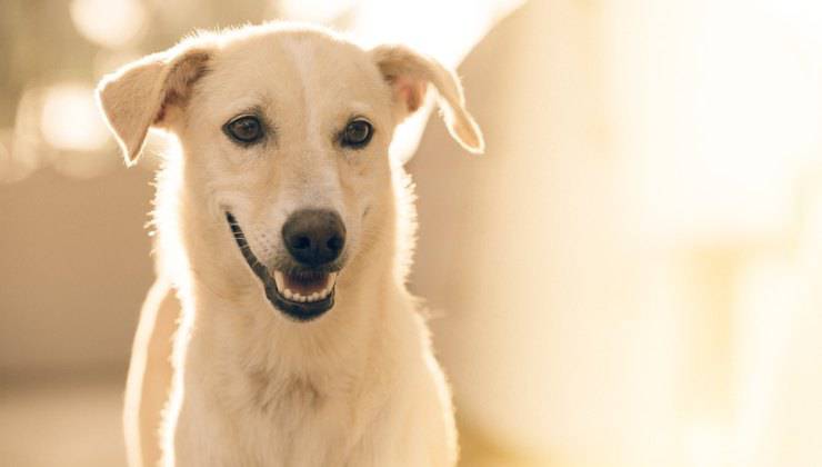 Cane con espressione allegra 