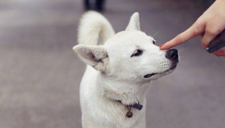 Cane bianco 