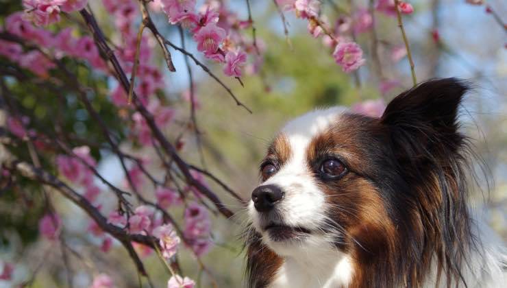 Cane accanto ai fiori rosa della primavera 