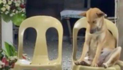 Cane seduto in chiesa con gli occhi chiusi