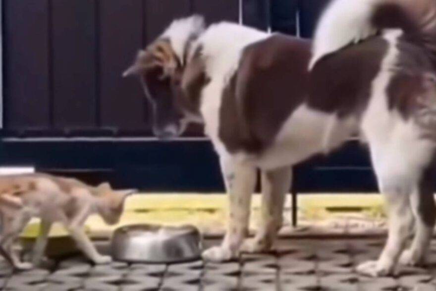 Cane e gattino magro