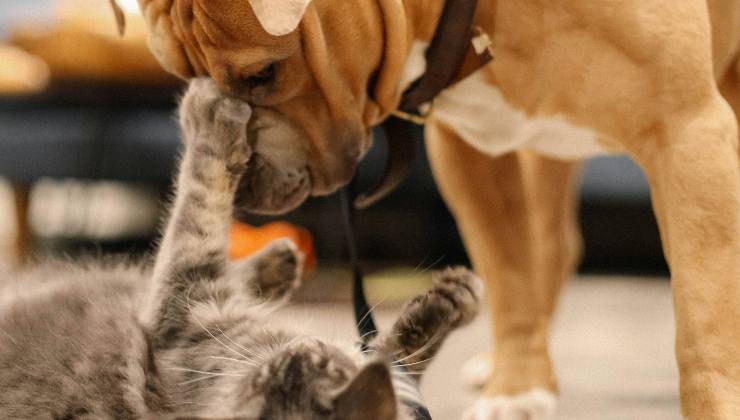 Cane e gatto che giocano