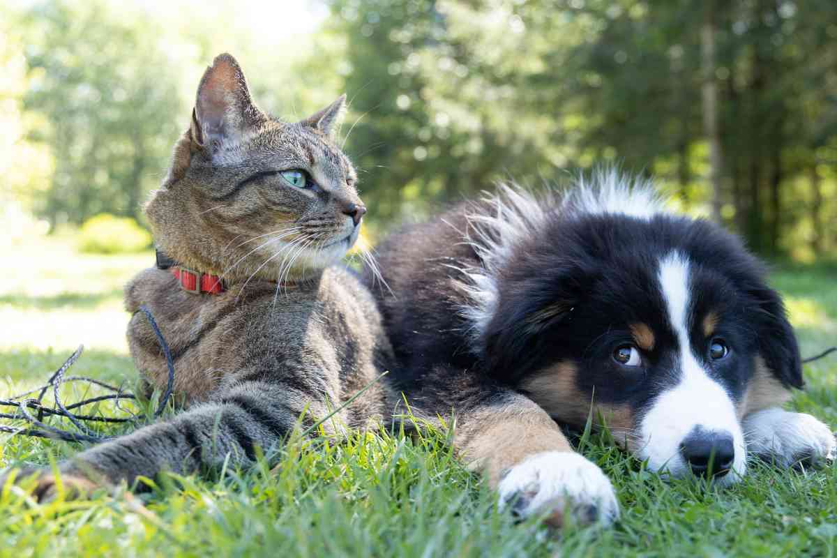 Cane e gatto