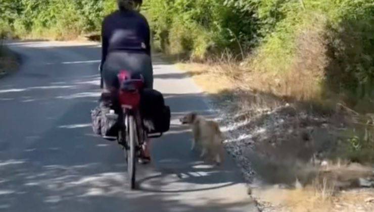 Cane segue la donna che va in bicicletta