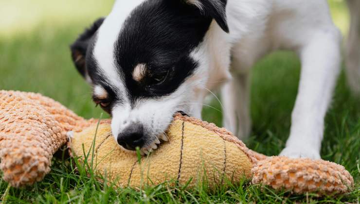 Cane morde gioco