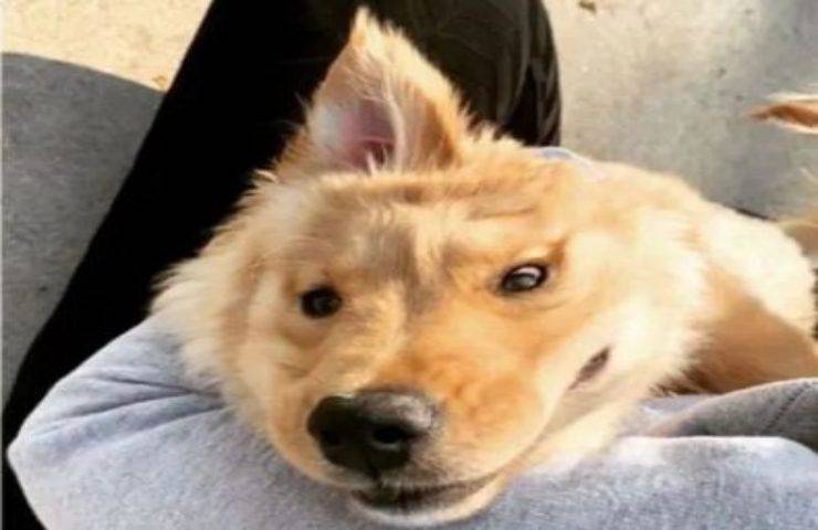 Nato con un handicap che lo rende unico