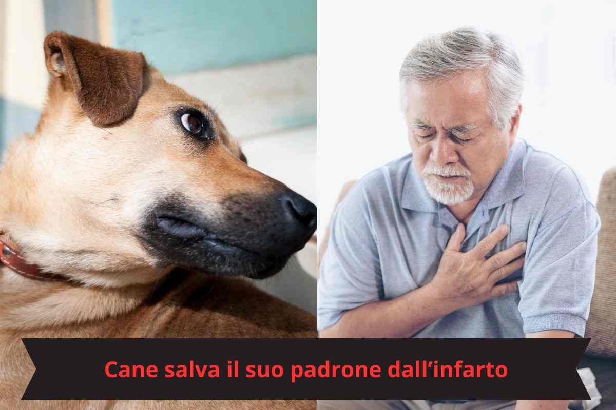 Cane osserva il padrone