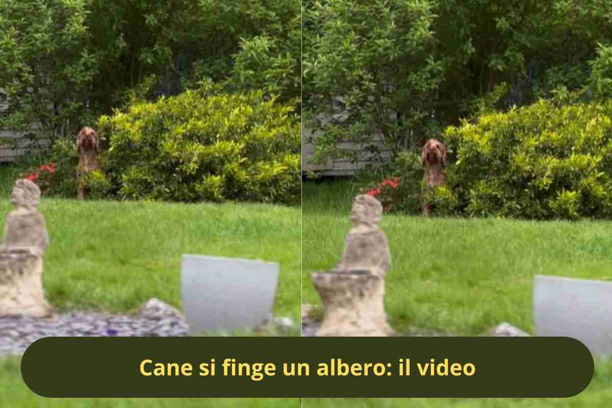 Cane accanto a un cespuglio