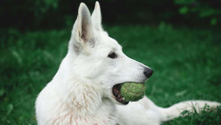 Cane sull'attenti