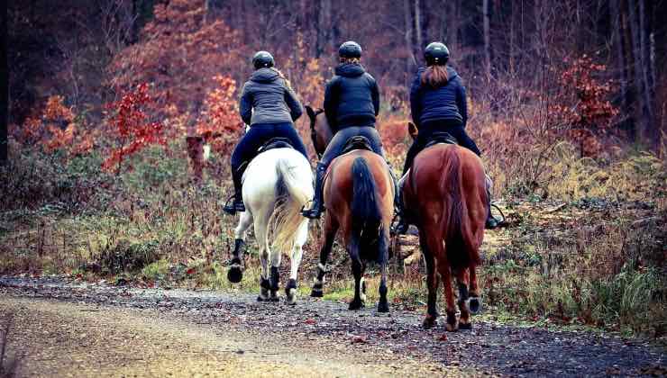 3 cavalli in passeggiata in montagna 