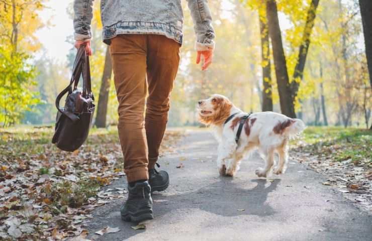 cane cammina senza guinzaglio