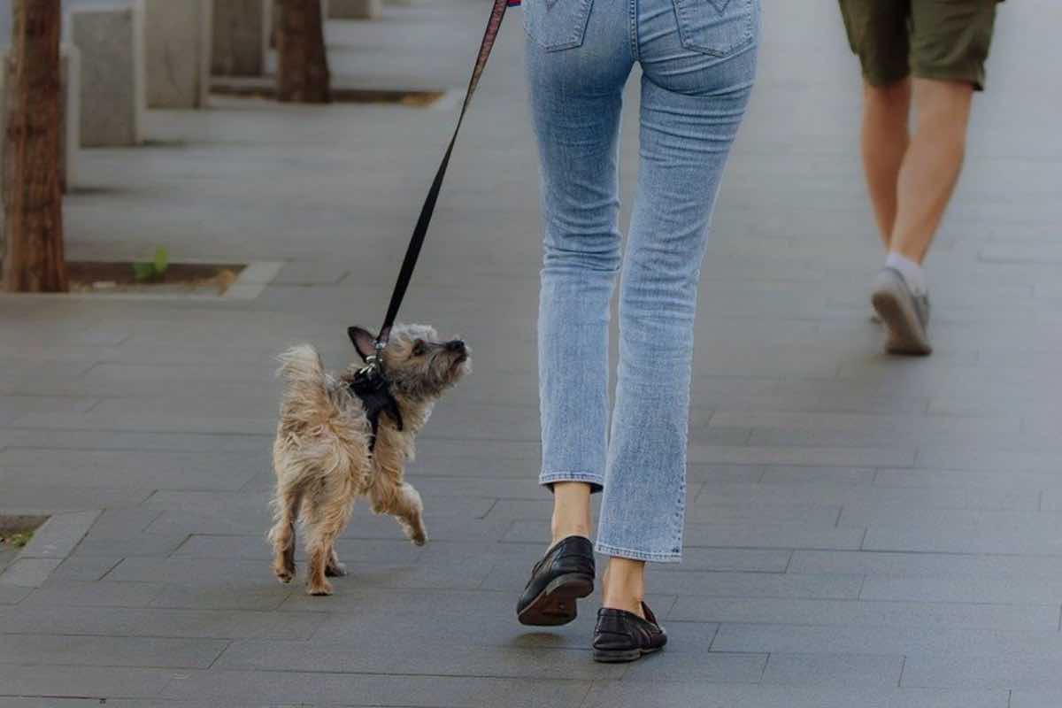 Cane passeggia in strada con la sua umana