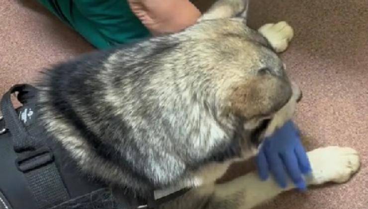 Controllo dal veterinario 