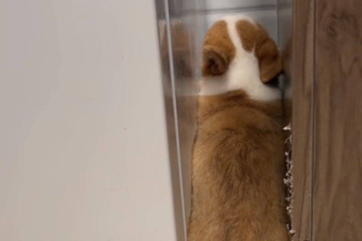 Corgi in punizione
