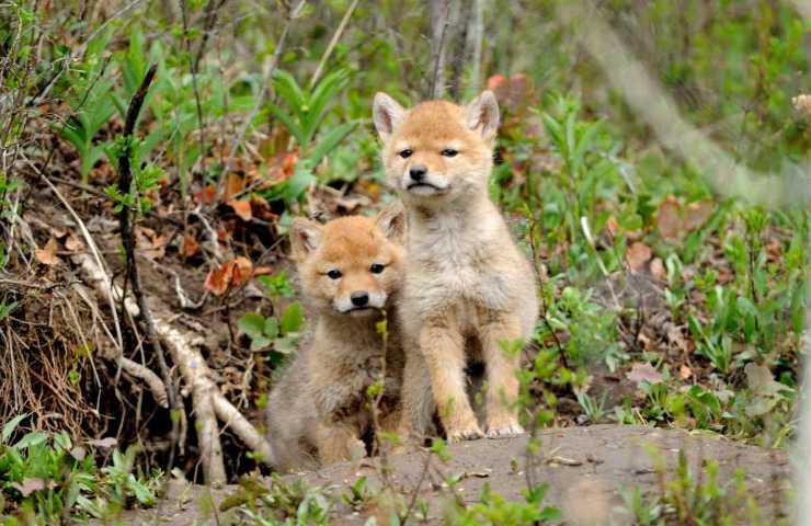 Credono di salvare un cane