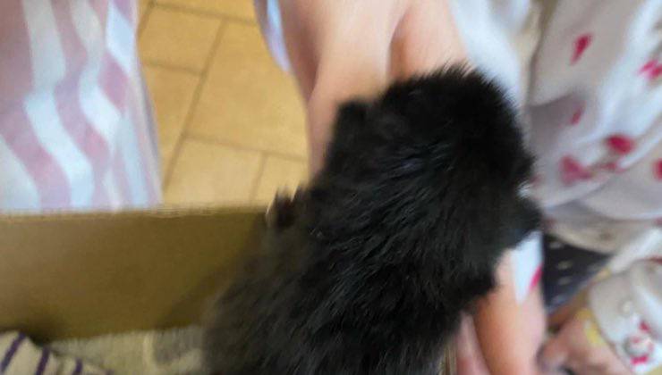 Piccolo cane nero trovato nel cassonetto in mani sicure 