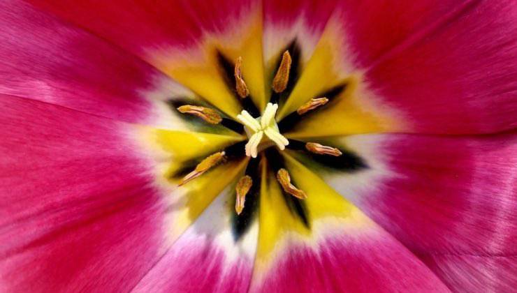 Parte interna del fiore di una pianta per api