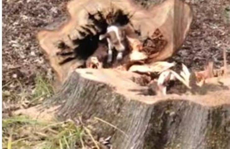 Tagliano il tronco e trovano una sorpresa