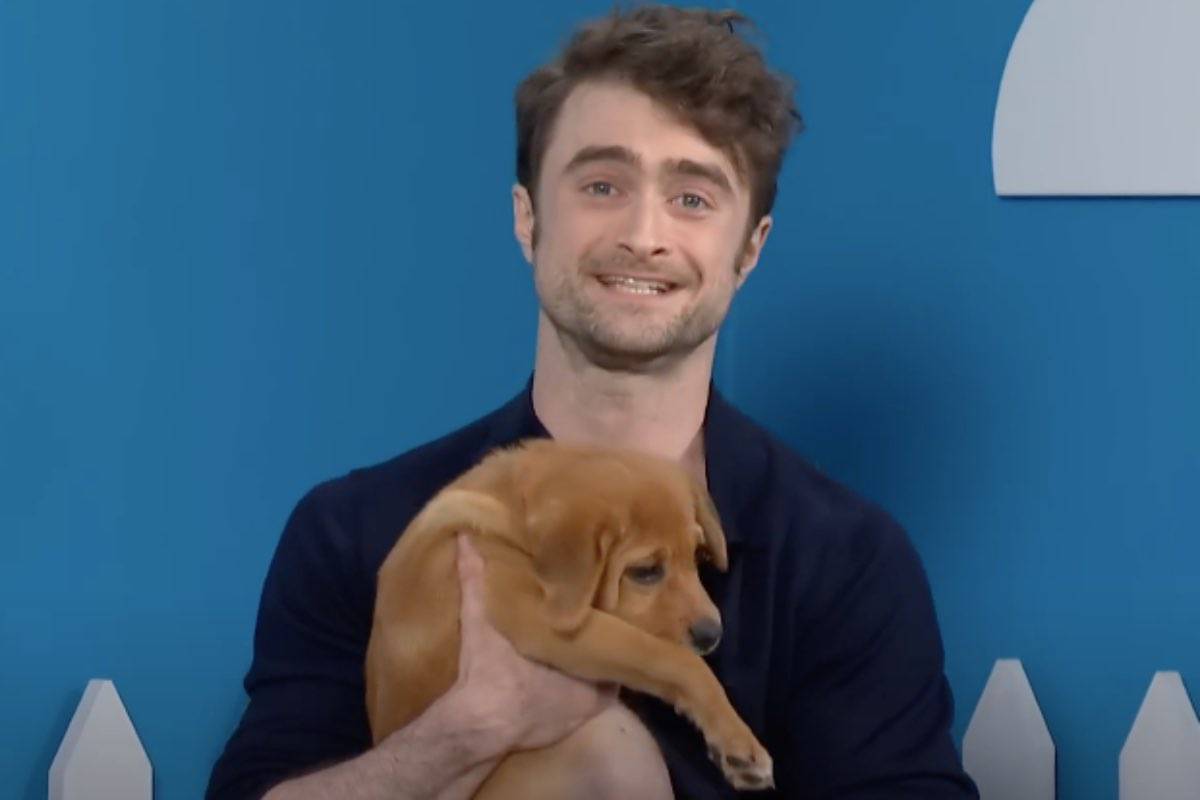 L’attore di Harry Potter con cuccioli di cani
