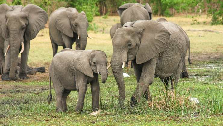 Gruppo di elefanti 