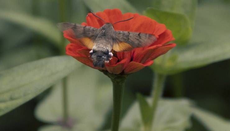 Una falena colibrì su un fiore rosso 