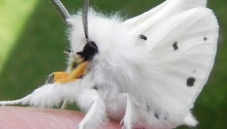 Falena con pelliccia bianca a pois neri