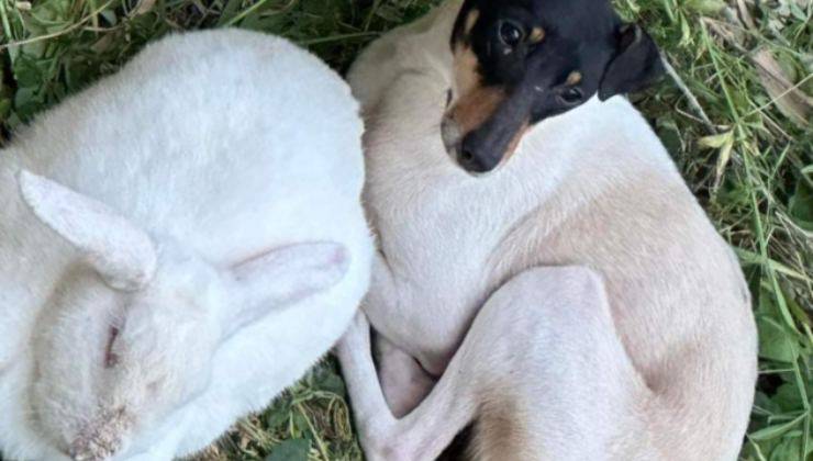 Fox Terrier con coniglio bianco