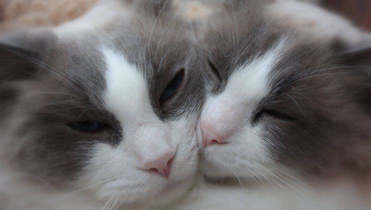 Gatti abbracciati (Pixabay woodsilver - Amoreaquattrozampe.it)