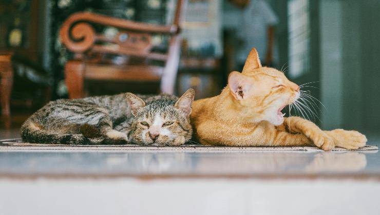 Gatti che si rilassano
