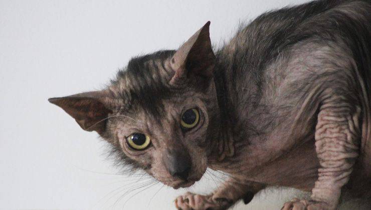 Gatto Lykoi