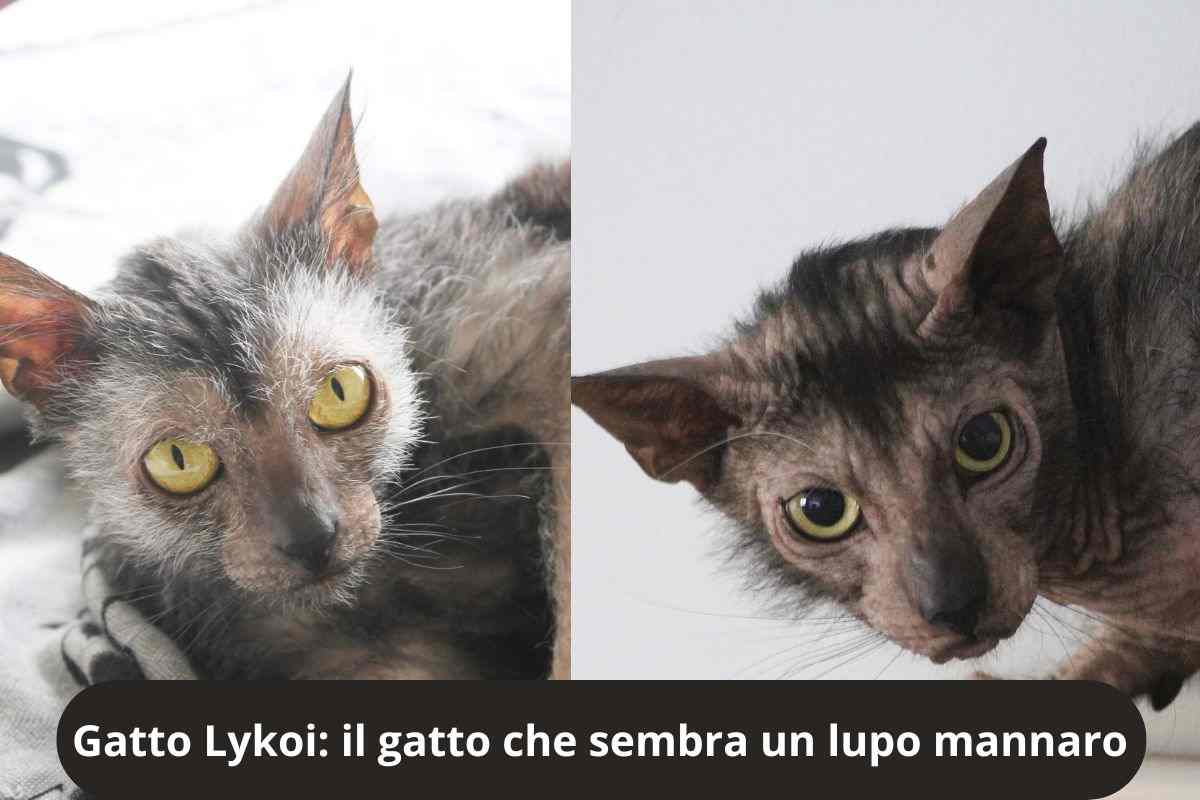 Esemplari di Gatto Lykoi