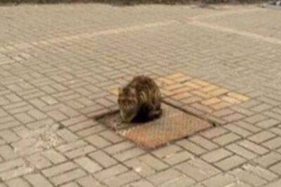 Una fedeltà incondizionata