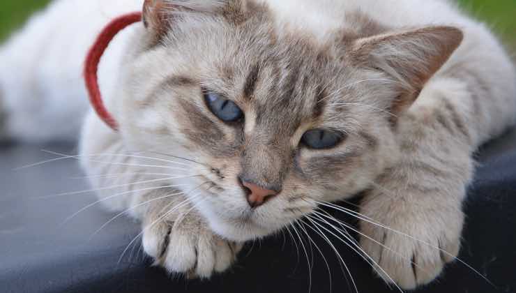 Gatto grigio con occhi azzurri ben disposto