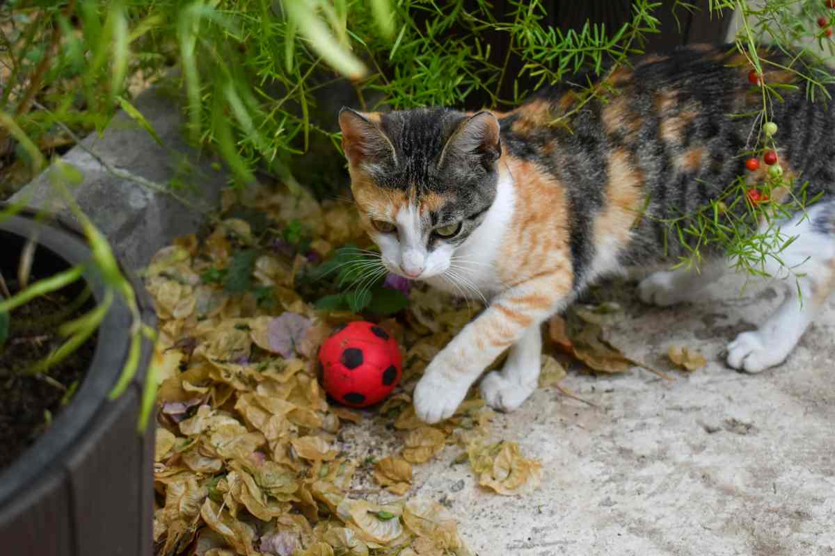 Gatto con pallina