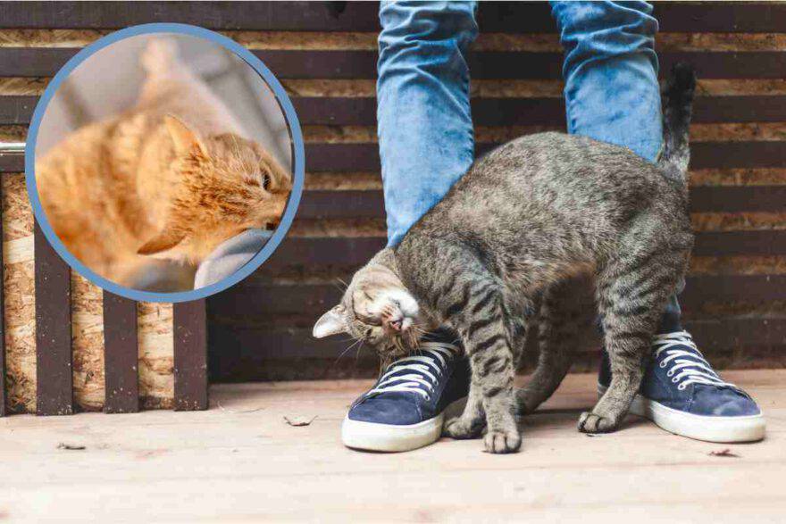 gatto con strani comportamenti