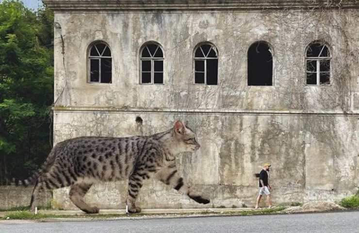 Gatto gigante che insegue una persona 