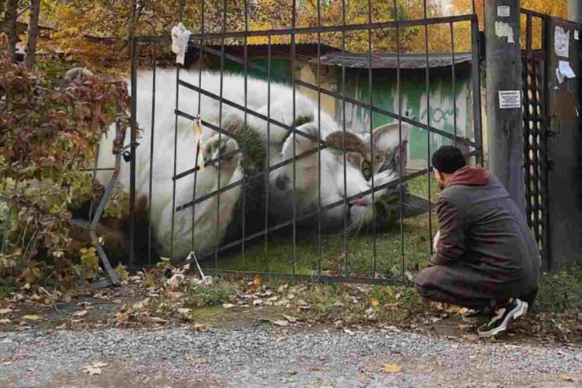 Gatto gigante