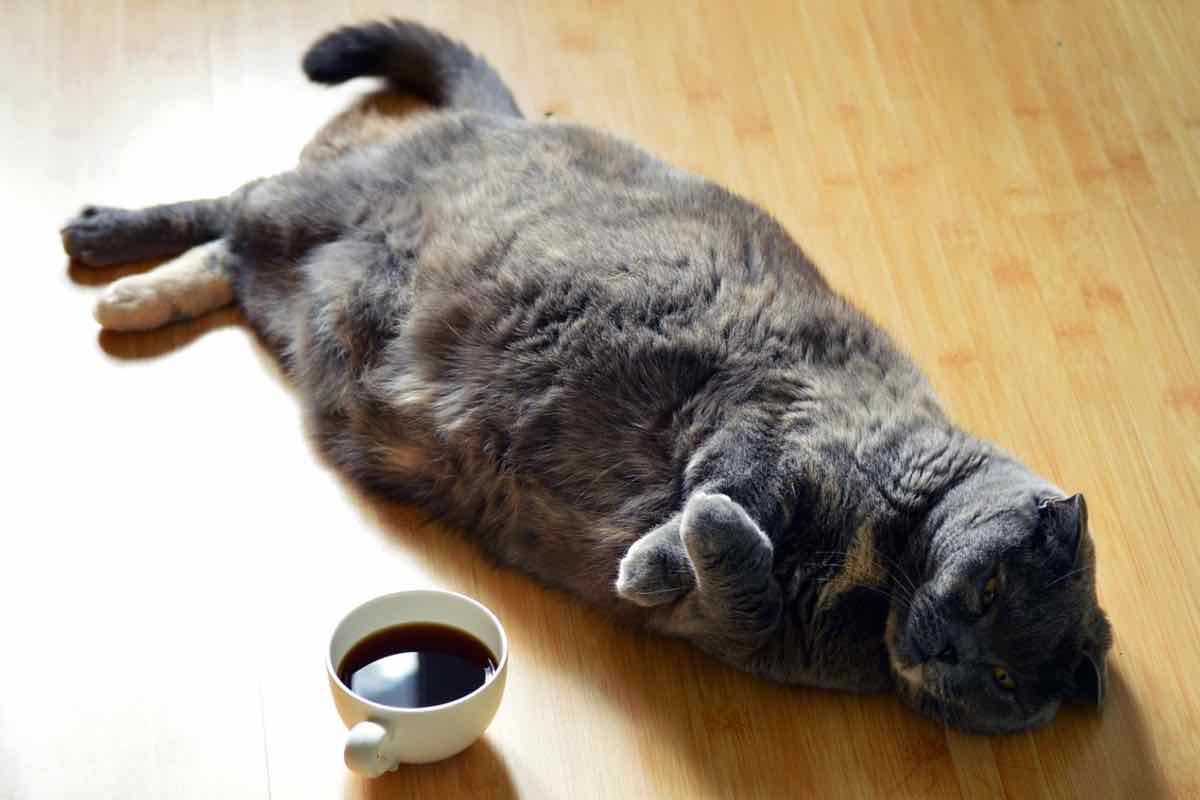 Gatto con grasso in eccesso sdraiato sul parquet