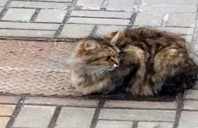 Una fedeltà incondizionata