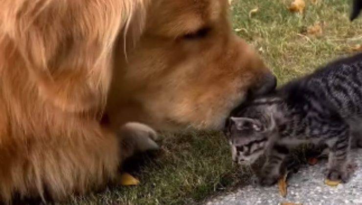 cane coccola gattino