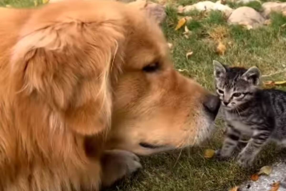 cane con gattino