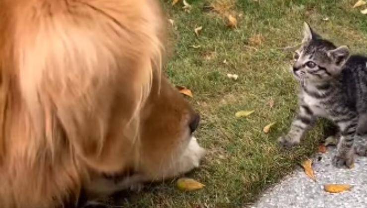 cane incontra gattino