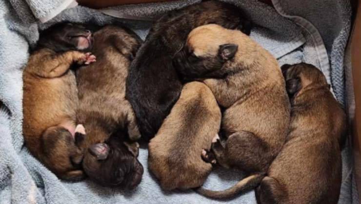 Sei cagnolini appena nati nella scatola con le coperte 