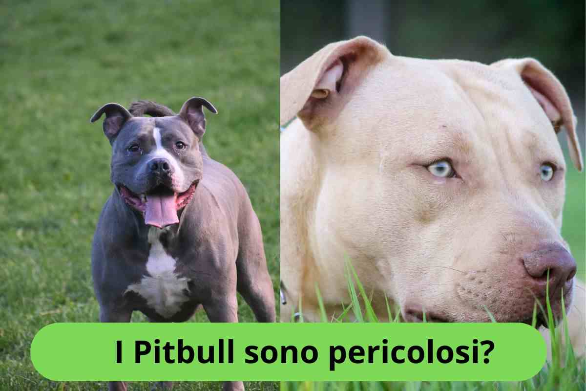 Pitbull al parco