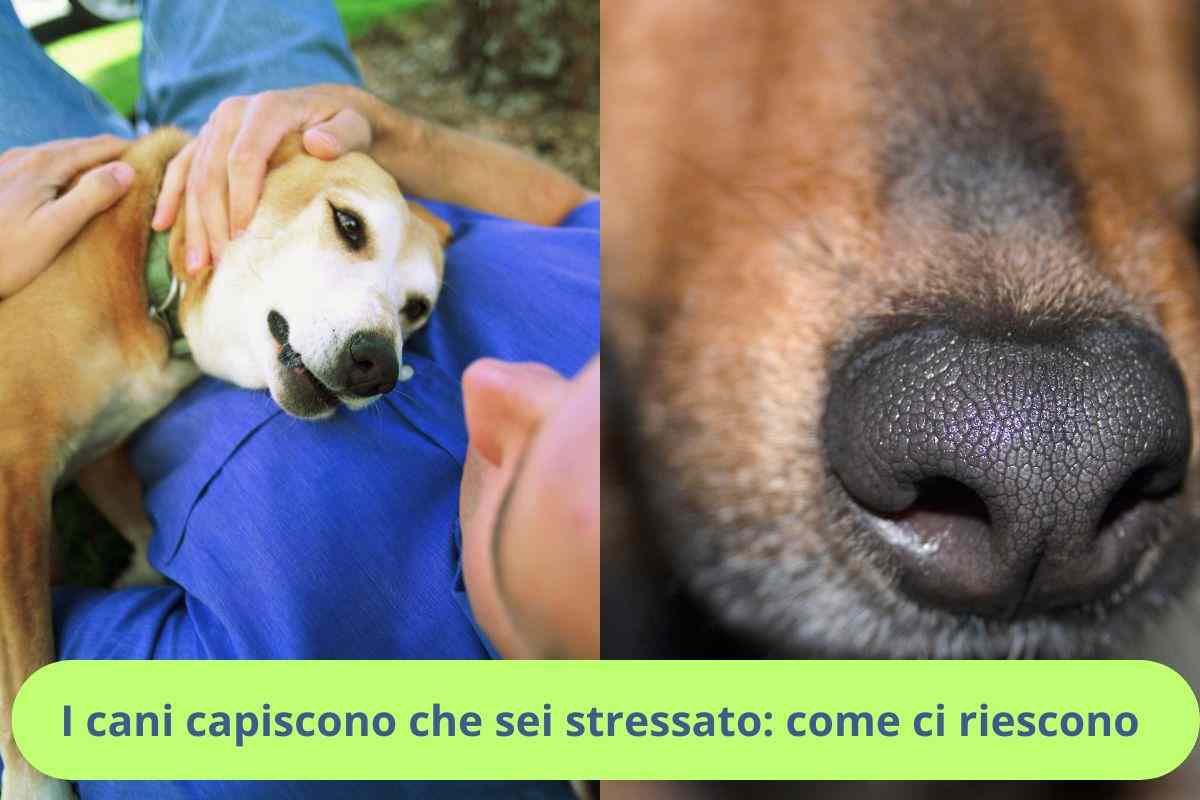 Cane annusa il padrone